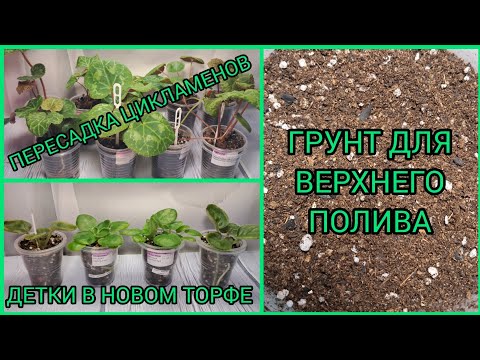 Видео: Грунт для верхнего полива (облегчённый). Пересадка цикламенов. Детки фиалок в новом торфе.