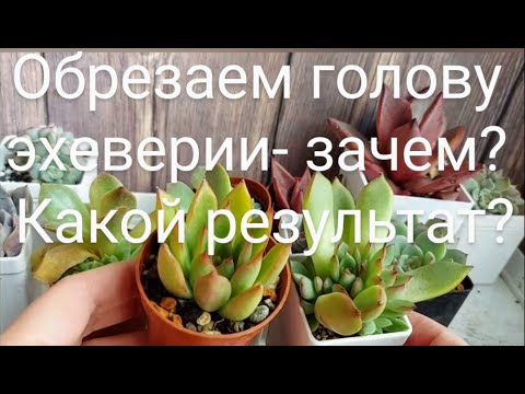 Видео: Размножение суккулентов обрезанием головы