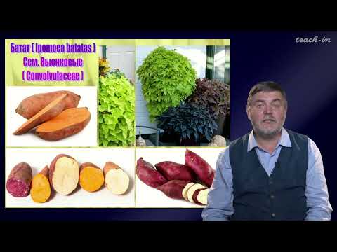 Видео: Чуб В.В. - Молекулы в пищевых цепях:от растений до человека - 6. Растения-источники крахмала. Ч.2