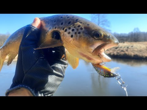Видео: Ручьевая форель в конце марта