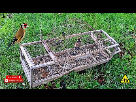 Видео: ЩЕГОЛ Черноголовый, хороший ЩЕГОЛ. Чиж.