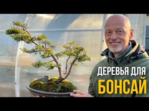 Видео: Из каких деревьев делать бонсай?