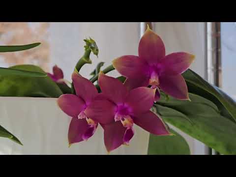 Видео: Подготовка к зиме и оборудование, которое я использую в веранде ❄️ Ноябрь 2025 г. #орхидеи