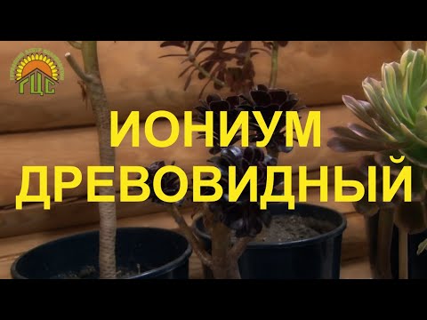 Видео: Иониум древовидный