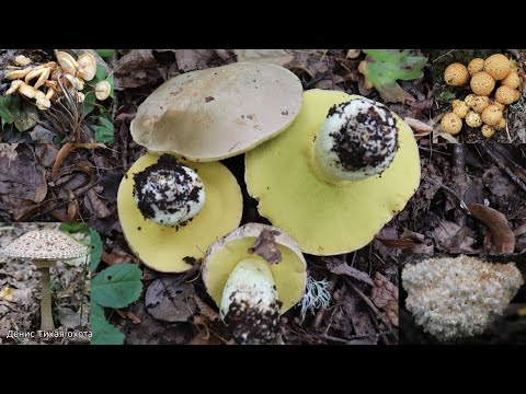 Видео: Жёлтый боровик, зонтик пёстрый, ежовик коралловидный | нашёл фламмулину фенна - зимний опёнок