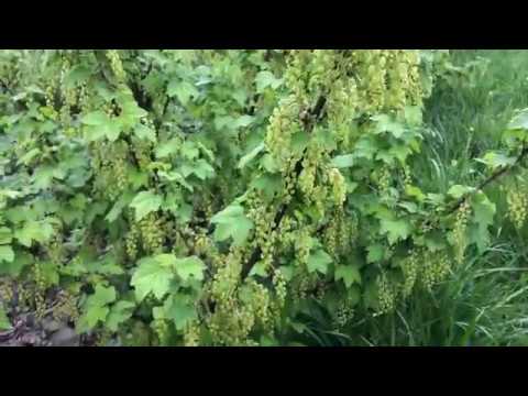 Видео: КРАСНАЯ СМОРОДИНА РОВАДА.Молодые и взрослые кусты.Цветение.