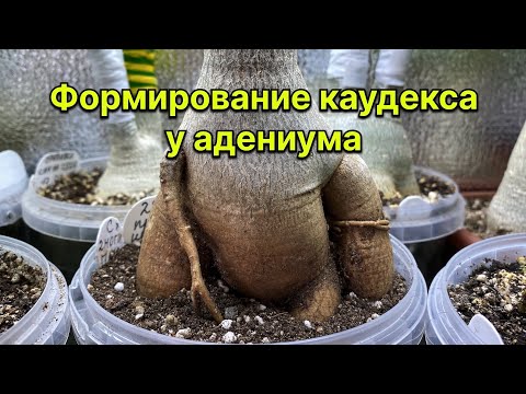 Видео: Как рождаются чудо адениумы? Формирую каудекс и крону. Обрезаю корни и делаю прививки. 1 ноября 2024