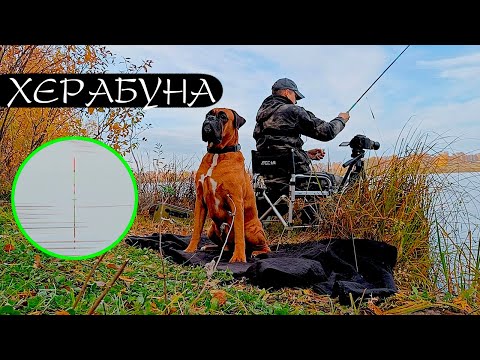 Видео: КЛАССИКА! Моллюски косят карася!