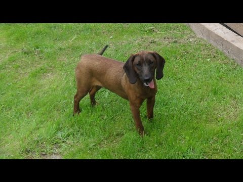 Видео: БАВАРСКАЯ ГОРНАЯ ГОНЧАЯ. Тренировка: кровяной след, послушание.