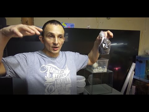 Видео: с2х - 1000шт. гуппи!  КОНСКИЙ навоз - Дафния! Море строю вместе с ВАМИ!