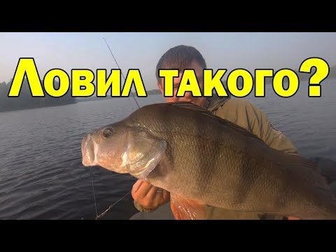 Видео: ДВУХКИЛОГРАММОВЫЙ ОКУНЬ. Рекорд по окуню. Рыбалка на спиннинг