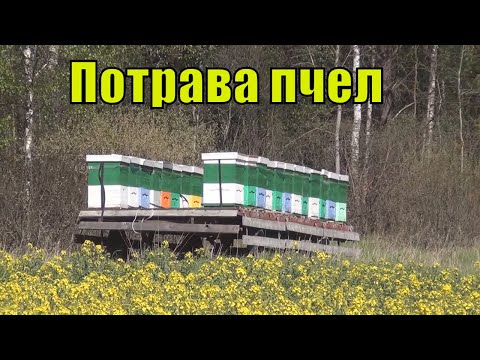Видео: Как избежать потравы пчел  Кочевка на озимый рапс