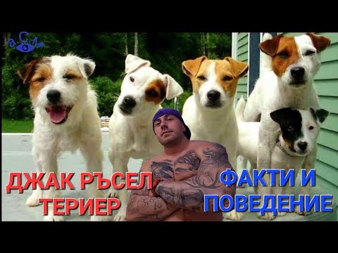 Видео: ДЖАК РЪСЕЛ ТЕРИЕР - ФАКТИ И ПОВЕДЕНИЕ    а.С.м