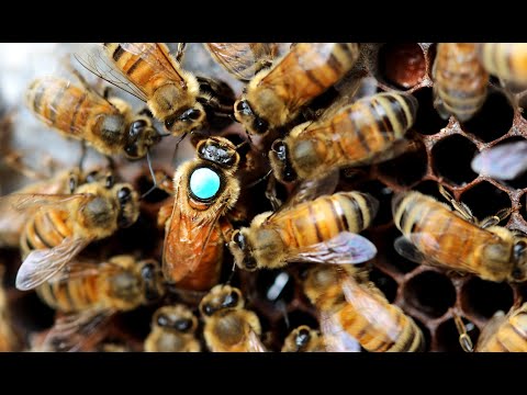 Видео: Бакфаст принесёт  200 кг мёда?