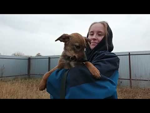 Видео: Тамбов. Миниатюрная собачка Мира недавно лишилась лапки😢 Пока проживает в приюте, ищем Мире дом!🙏