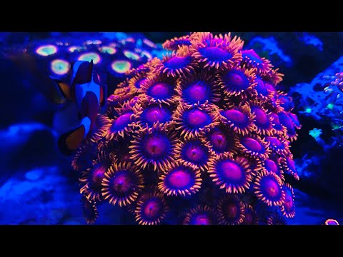 Видео: Калибровка рефрактометра и новые обитатели мини рифа!