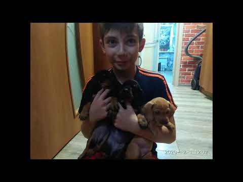 Видео: Щенки Таксы месяц