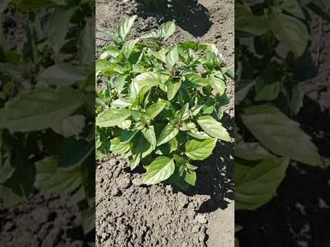 Видео: Сушка базилика! Когда собирать и как правильно сушить базилик! 🌱🍕🍲🥗😋