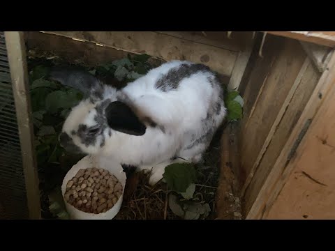 Видео: Какую все таки крольчиху я оставила?🐇💘обзор🐰✨