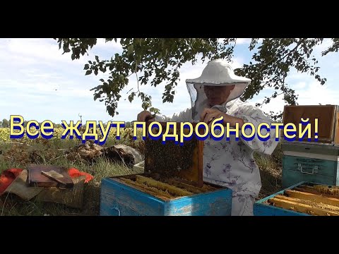 Видео: Поздний рой  развитие ,кормовые запасы к осени без помощи пчеловода.