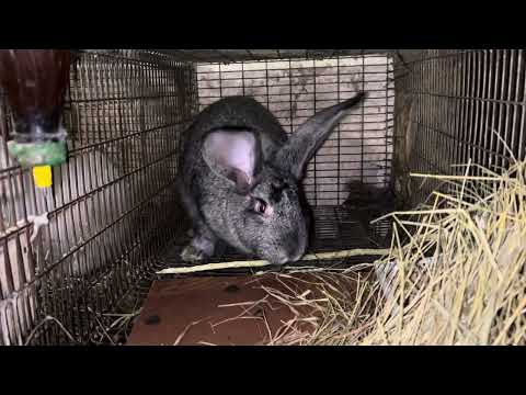 Видео: Наші кролики.. Поповнення!! Купили Європейська Шиншила. Кролики на сітках @krolyky_ternopil