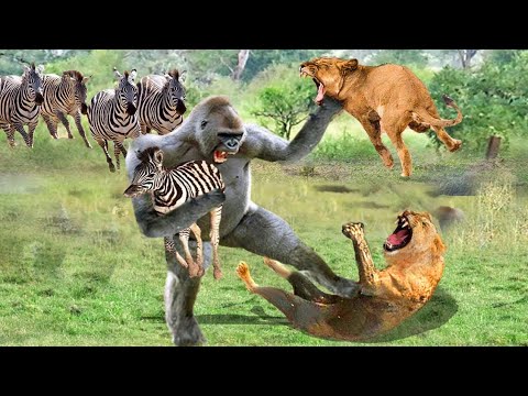 Видео: Животные Спасают Друг Друга! Невероятные Случаи Взаимопомощи Между Животными