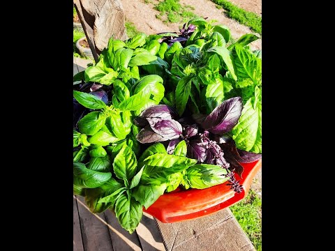 Видео: Лучший способ посева БАЗИЛИКА! ЛУК всходит в два раза быстрее! Самая эффективная Подкормка РАССАДЫ!