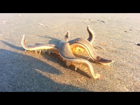 Видео: 10 Животных, с Которыми Лучше Не Связываться