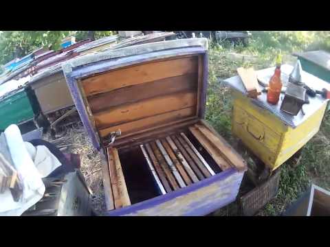 Видео: Пересадка роя из роевни в улей. Что нужно пойманному рою чтобы он не улетел.