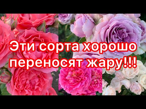 Видео: Жара, а они хорошо цветут!!