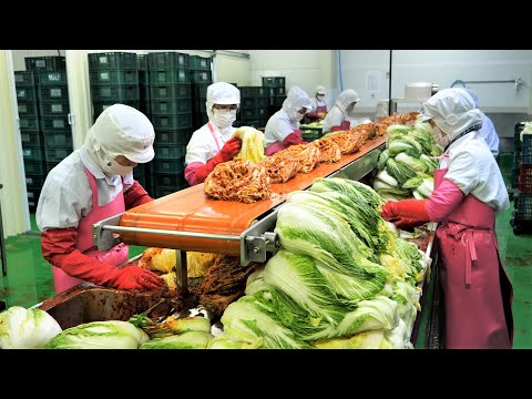 Видео: Массовое производство 200 тонн!! корейская еда фабрика кимчи, корейская уличная еда