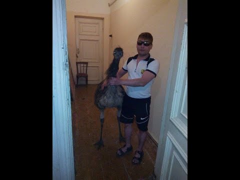 Видео: хвх на лиге с фаталити альфа