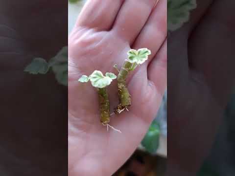 Видео: Пеларгония из лысой палки