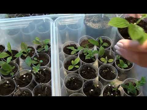 Видео: Хлороз !!! Как оперативно избавиться от болезни ?