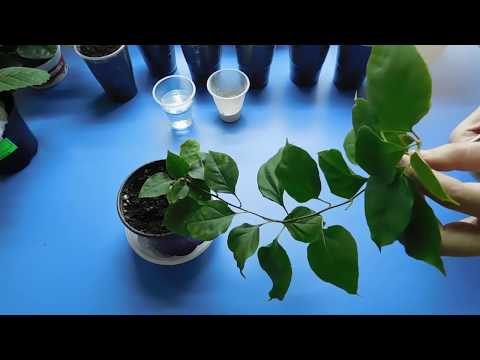 Видео: 🌹🌹🌹БУГЕНВИЛЛИЯ ! РАЗМНОЖЕНИЕ ЧЕРЕНКАМИ В ДОМАШНИХ УСЛОВИЯХ !