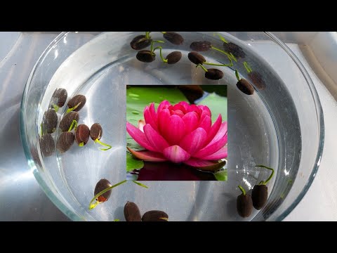 Видео: Лотос из Семян?Легче Лёгкого!👇Ссылка в Обсуждениях