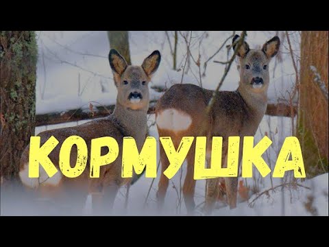 Видео: ЭКСПЕРИМЕНТАЛЬНЫЙ СОЛОНЕЦ!!! Наблюдаем кто ходит летом, осенью и зимой!
