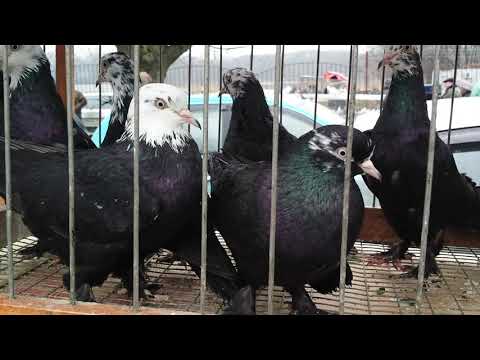 Видео: Кропоткин / 28.02.2021. / Ярмарка птиц и животных. [ 1 часть ]