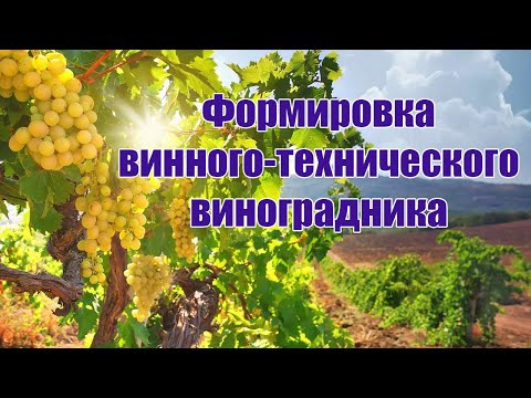 Видео: Формировка винного-технического виноградника