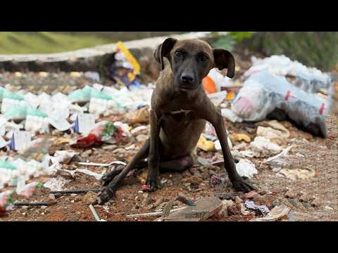 Видео: Парализованный щенок голодает и ест мусор, чтобы выжить, но все еще терпеливо ждет помощи от всех!