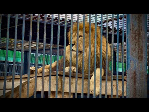 Видео: Карагандинский ЗооПарк 2025 Подробно