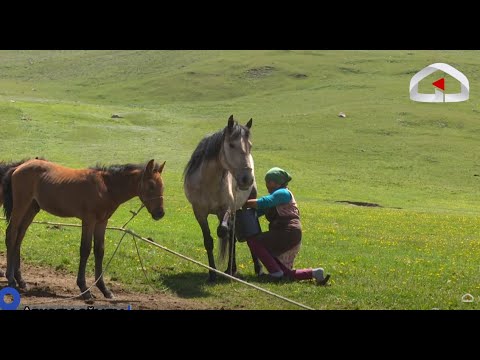 Видео: Тоң району, Арчалы айылы / БИЗДИН АЙЫЛ долбоору