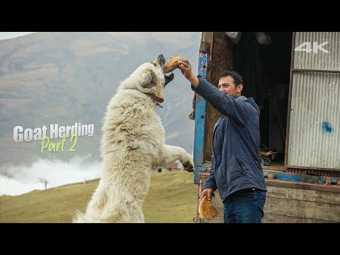 Видео: Козоводство - Часть 2 (Волосатые собаки) | Документальный ▫️4K▫️