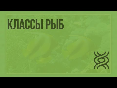 Видео: Классы рыб. Видеоурок по биологии 7 класс