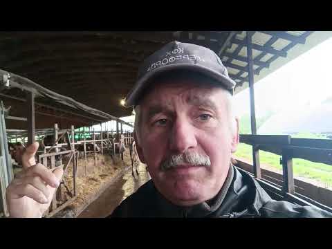 Видео: У коровы рога - жди беды!