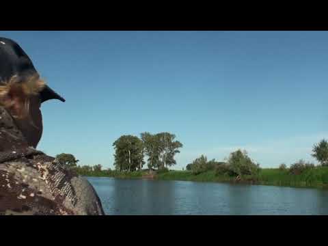 Видео: Селезнёвская протка Часть №1.