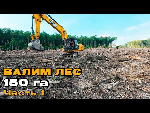 Видео: Вырубка леса под аэропорт в г. Владимир 2025. С чего все начиналось?