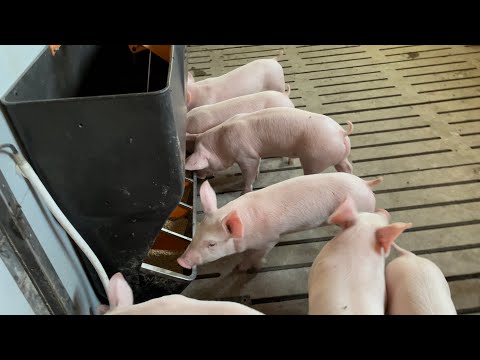Видео: Цінна порада для успішного свинарства.