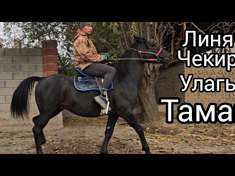 Видео: Бүгүн 6 ноября 2025 улагы тамай тектүү чекир уруктан сатууга чыкты #атбазар #продажалошадей 