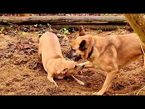 Видео: Про птиц за окнами, опустошённые клумбы и солнечное блюдо